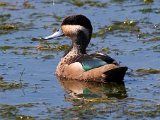 eend swem  Hottentot Teal Bonteend swem : frieda